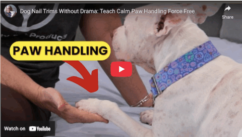 dog paw handling